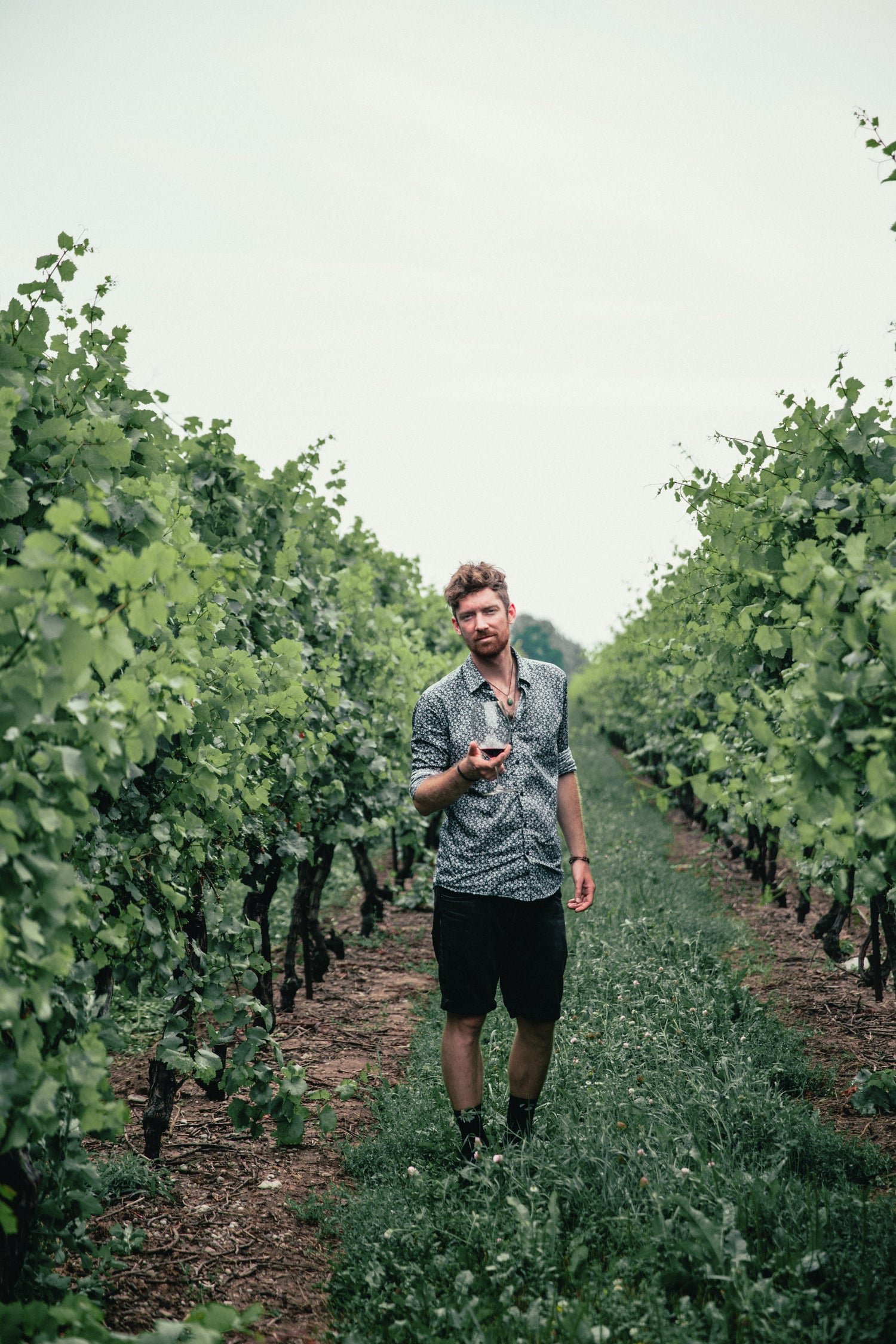 Low-Alcohol Wines